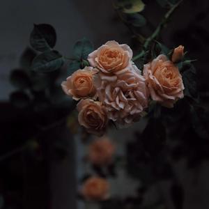 少妇疯狂性爱泛滥
